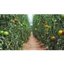 Lithos Aza gegen Schädlinge bei Kartoffeln und Tomaten,  Kanister 5 Liter